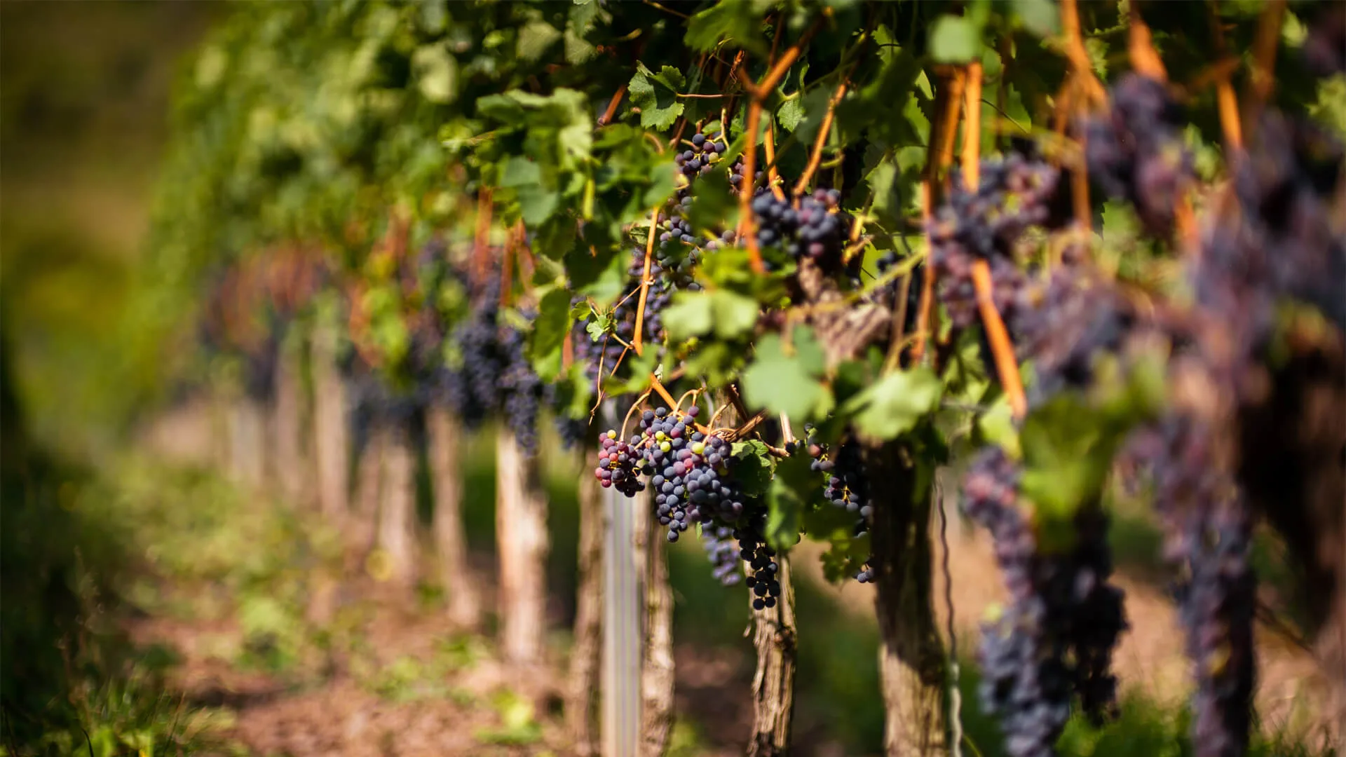 Domaine 2 Moulins – Les Garennes sur Loire