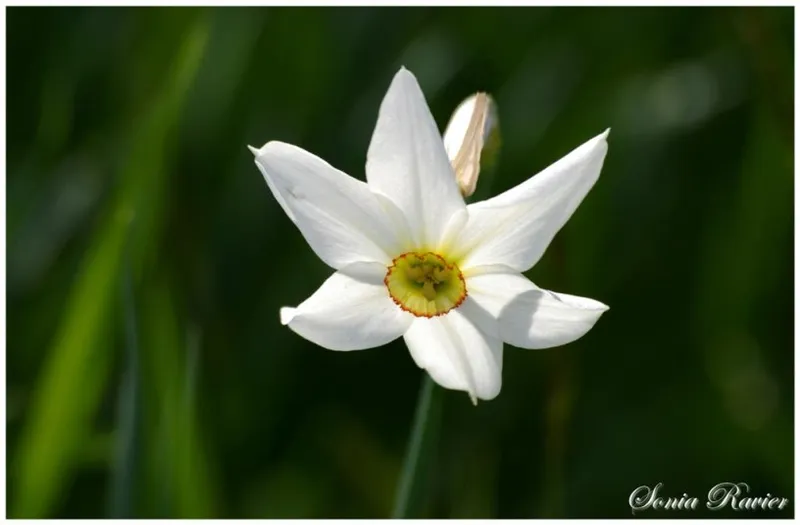 Gîte Gite Narcisse — gîte de groupe à Gresse-en-Vercors
