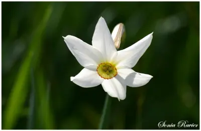 Photo de Gite Narcisse