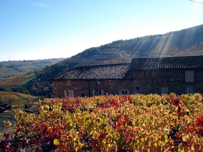 Photo 2 de Domaine Lagneau à Quincié-en-Beaujolais