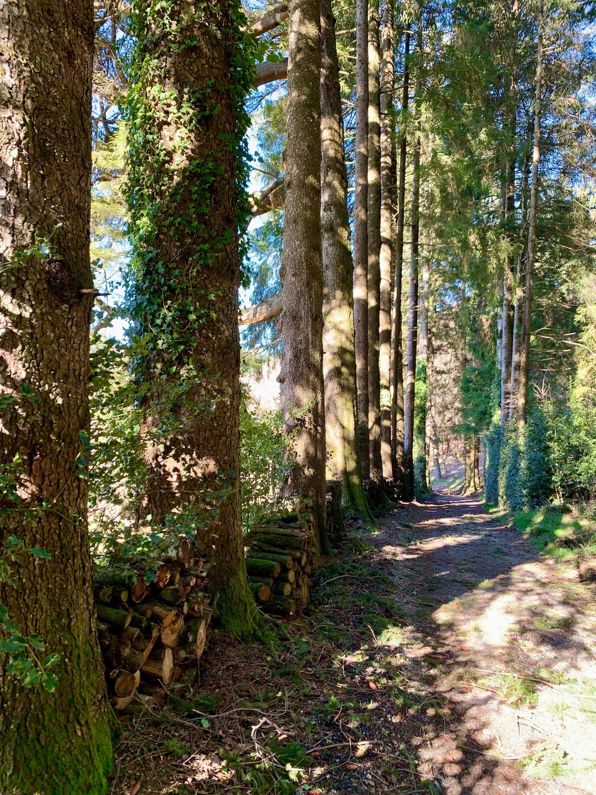 Gîte de groupe La Forêt à Cambon-et-Salvergues — Photo 1 de La Forêt à Cambon-et-Salvergues, capacité 21 personnes