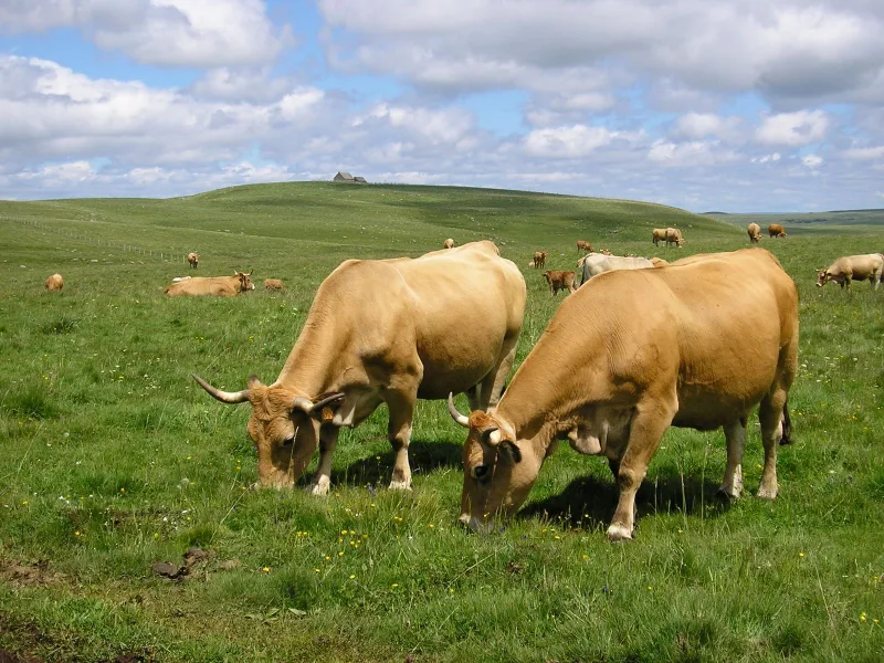 Gîte La Belle Aubrac – Saint-Côme-d'Olt