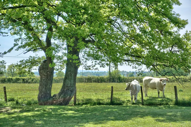 Photo 3 de Le Cocon - Ferme des Charolaises à Saint-Forgeux-Lespinasse