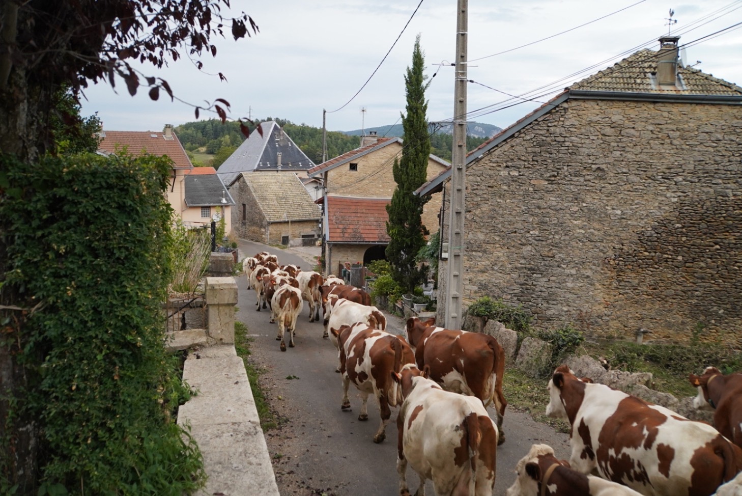 Gites au mouton d amédée – arandas
