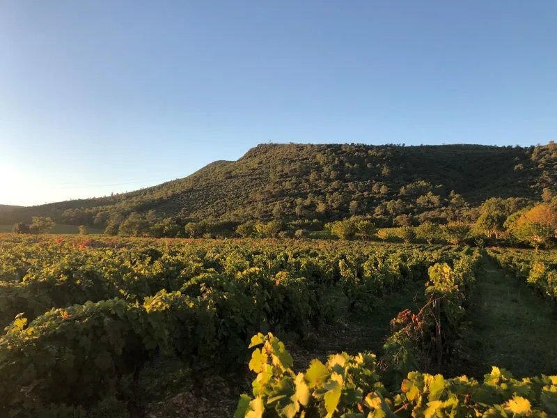 Photo 8 de Domaine de Trians à Néoules