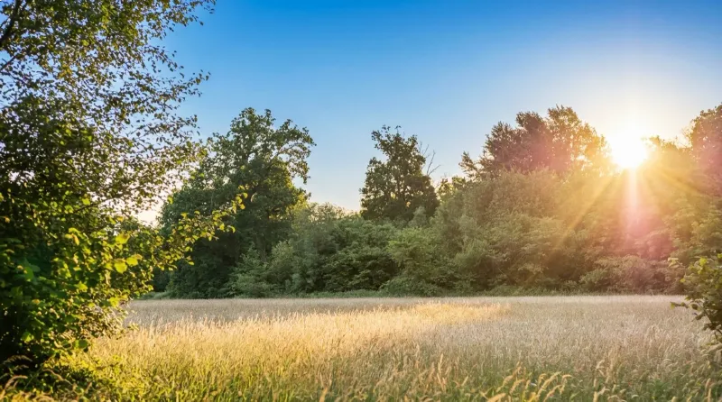 Les gîtes en pierre du domaine entourés de verdure