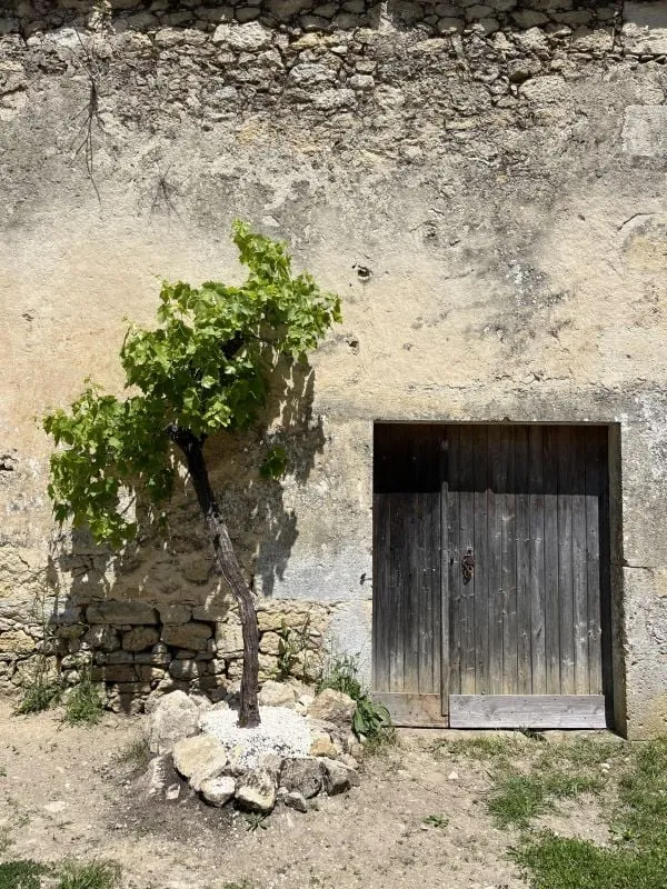 Le parc du domaine avec vue sur les vignes de l'Entre-deux-Mers