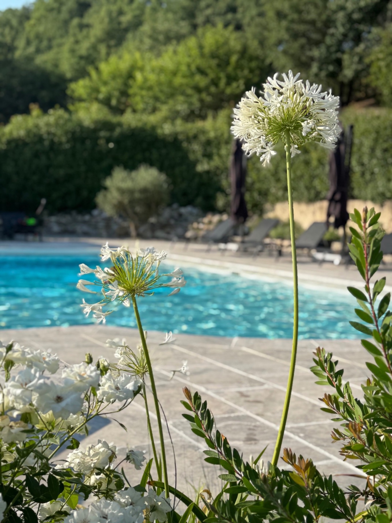 Mas de Kaleiris – Piscine