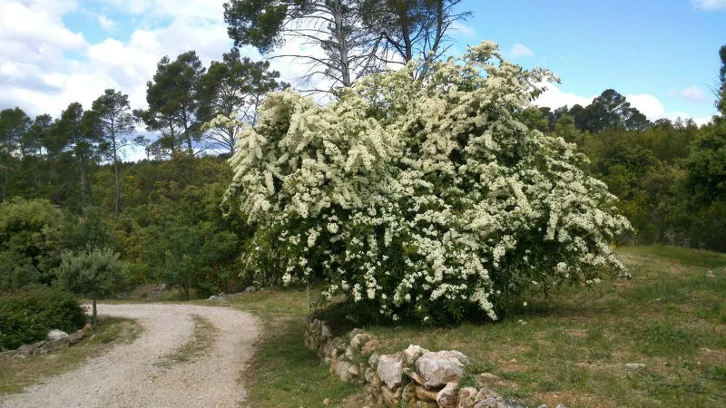 Arbuste blanc en fleurs au bord d'un chemin de garrigue sous ciel nuageux
