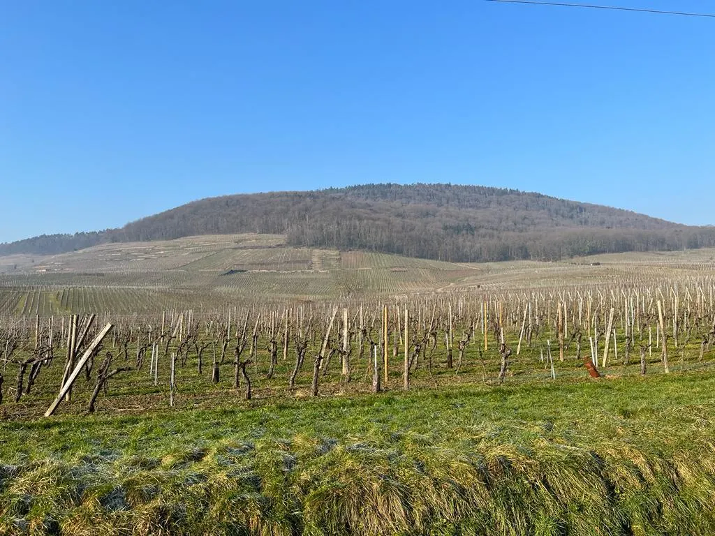 Vue sur les vignobles et la colline du Bollenberg entourant le gîte
