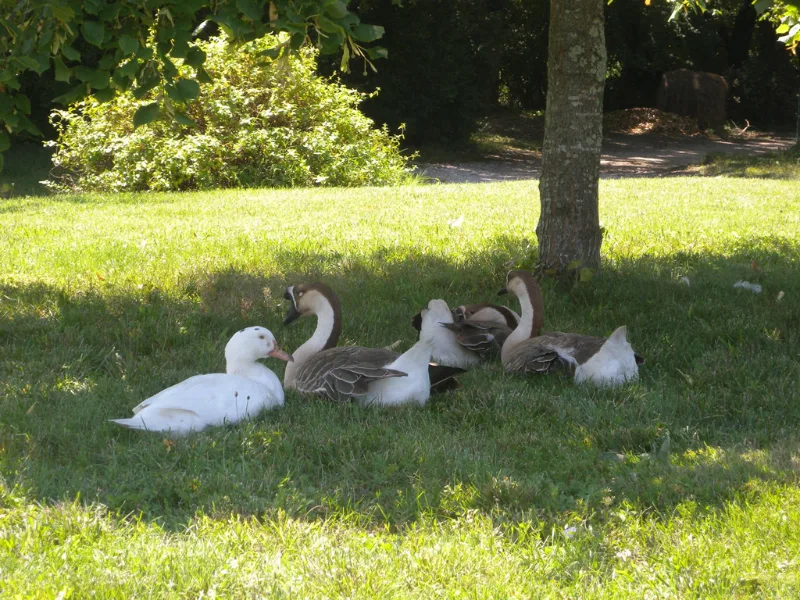 Oies et canards dans le jardin ombragé de la mini-ferme du domaine