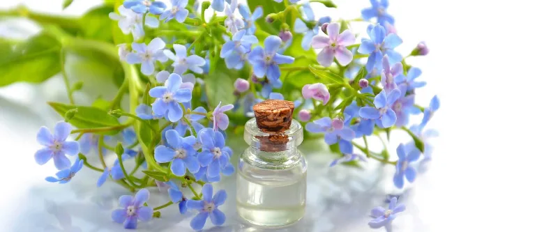 Fleurs de myosotis bleus et flacon d'essence florale bouchon liège sur fond clair