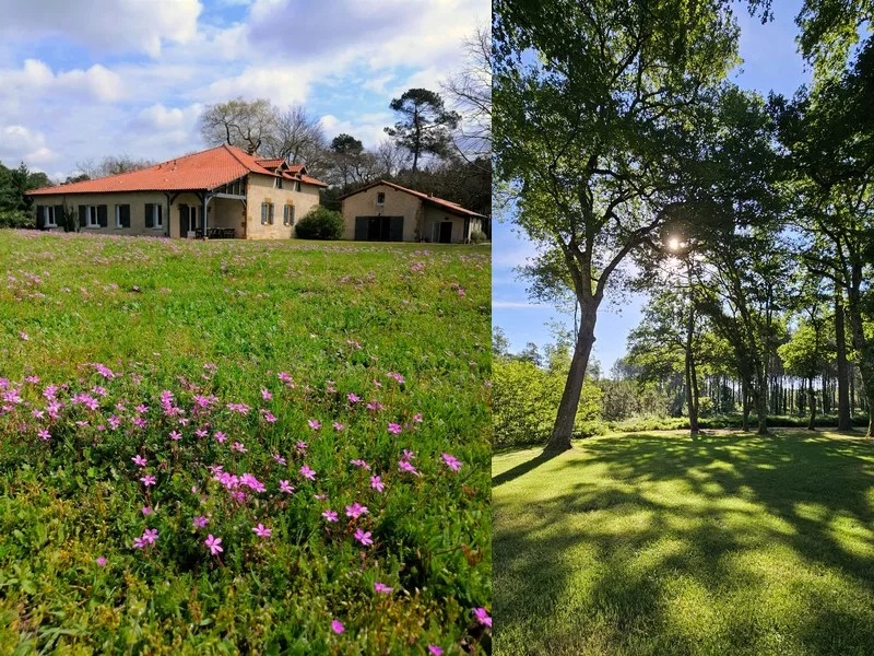 Prairie fleurie devant la maison au printemps