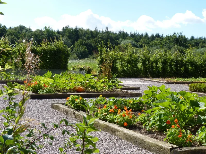 Jardin potager avec légumes et fleurs, haies et forêt en arrière-plan