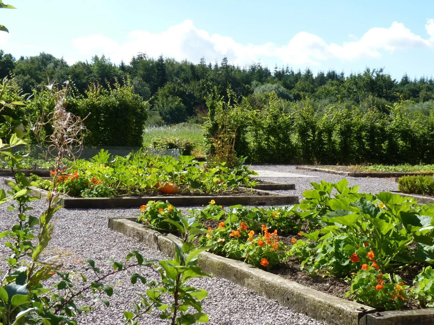 Jardin potager avec légumes et fleurs, haies et forêt en arrière-plan