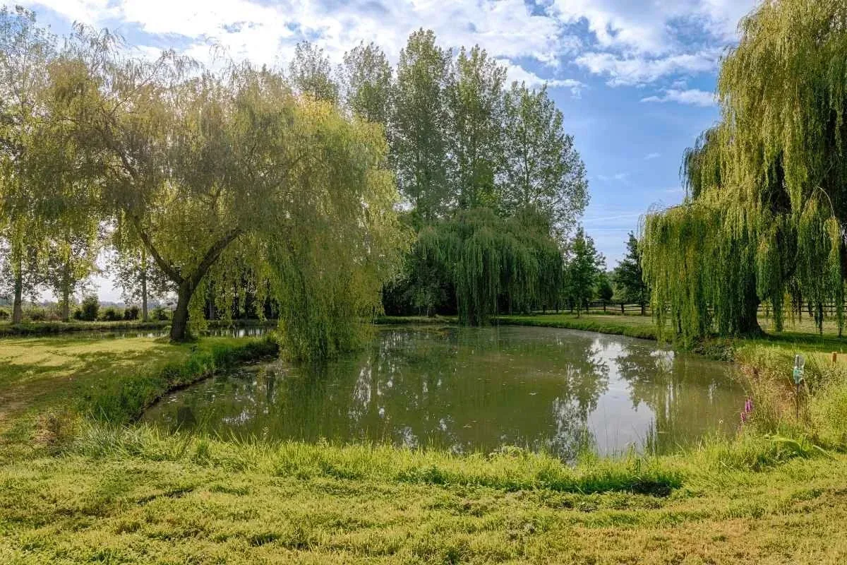 Étang en forme de cœur bordé de saules pleureurs dans le parc du domaine
