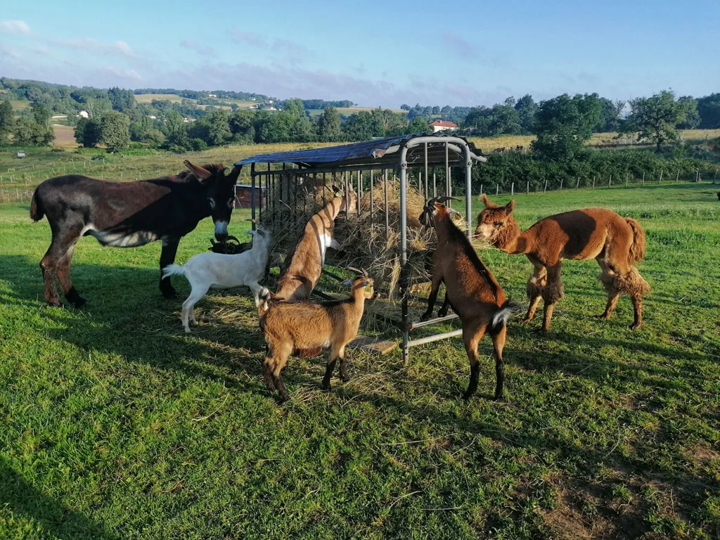 Mini-ferme du domaine avec ânes, chèvres et alpagas dans le pré
