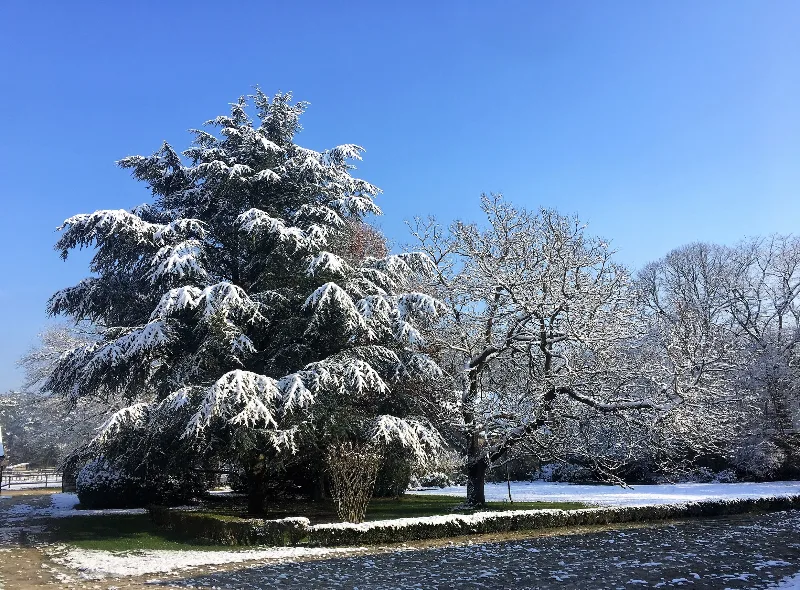Cour intérieure du domaine avec arc-en-ciel au-dessus des arbres et bâtiments en pierre