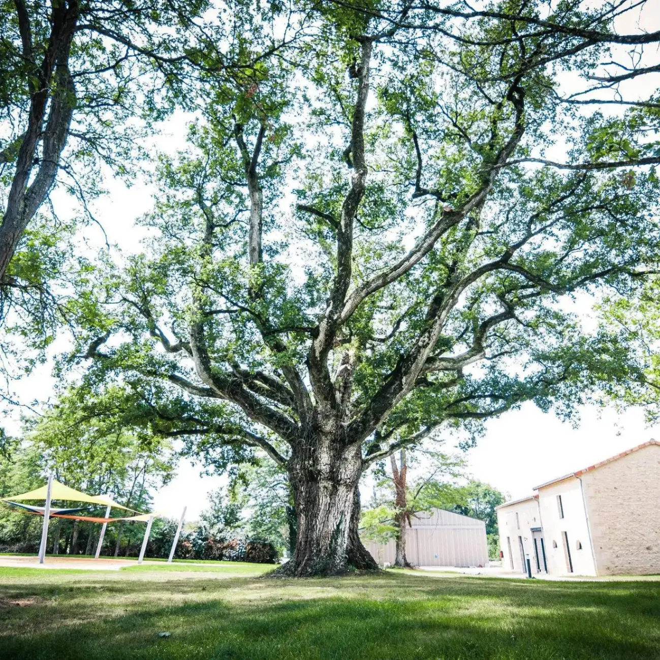 Chêne centenaire au cœur du parc, ombre généreuse pour les moments de détente