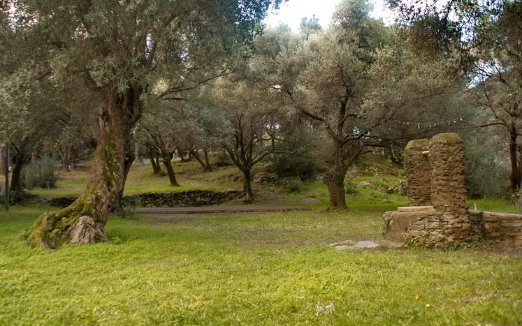 Parc d'oliviers centenaires du couvent avec scène en bois pour événements