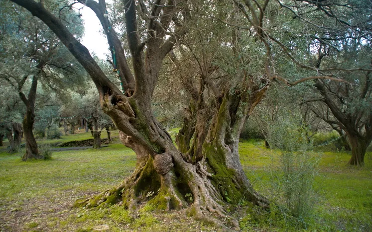 Allée du domaine bordée d'oliviers centenaires du Cap Corse