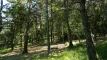 Sous-bois entourant le domaine, formidable terrain de jeu et de balade en pleine nature