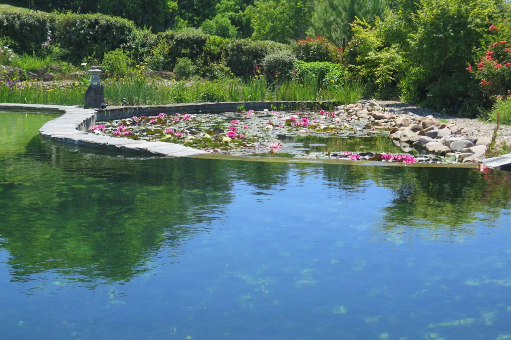 Piscine naturelle écologique entourée de végétation dans le parc du domaine