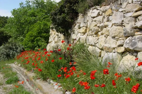 Sentier bordé de coquelicots rouges le long d'un muret de pierre sèche