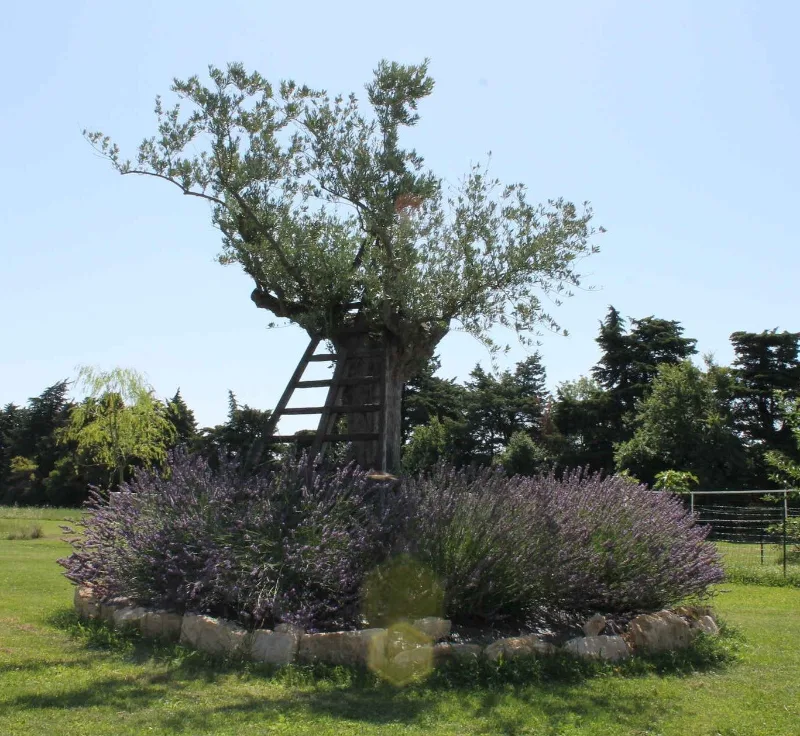 Vieil olivier entouré de lavande en fleurs, avec échelle en bois menant à une cabane perchée