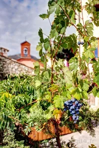Vigne et jardin devant le clocher du village, ambiance provençale