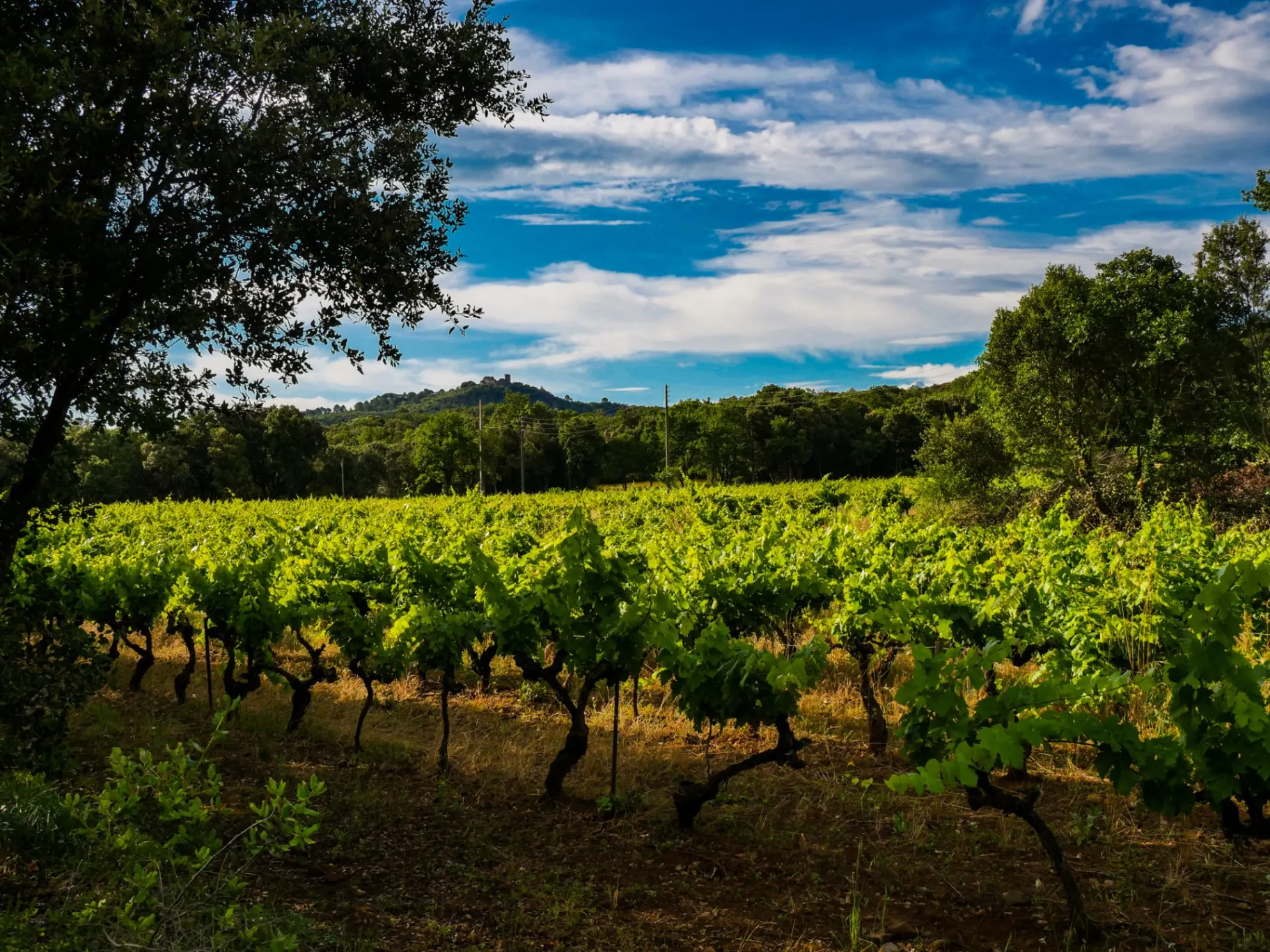 Vignes et prairies du domaine avec collines boisées en arrière-plan