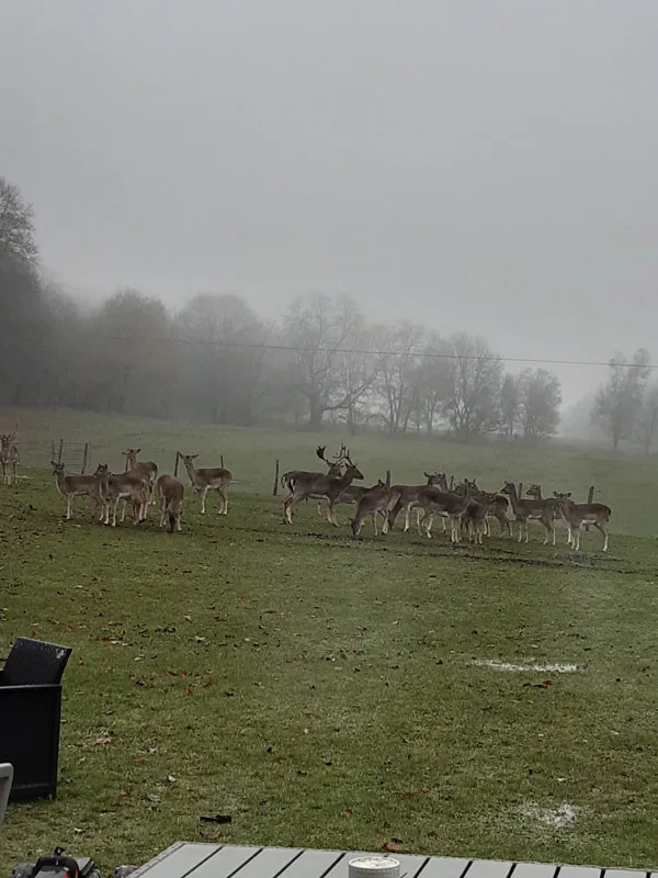 Daims en liberté dans le parc du domaine, visibles depuis la terrasse du Grand Gîte