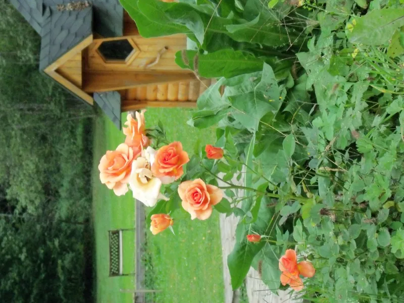 Jardin fleuri avec rosiers orangés en fleurs, pergola en bois et mur de pierres