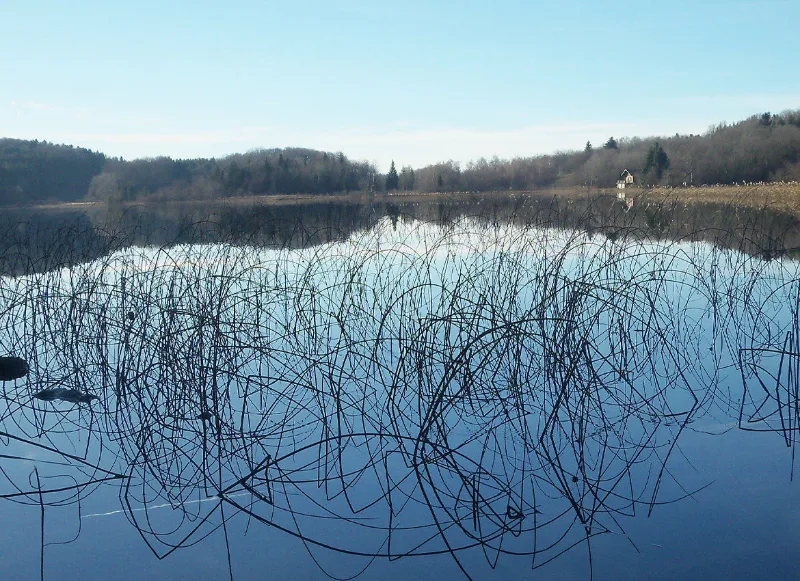 Étang naturel du domaine avec reflets de branchages dans une ambiance hivernale paisible