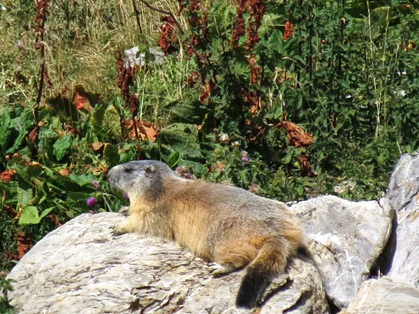 Marmotte au soleil sur un rocher entouree de vegetation alpine