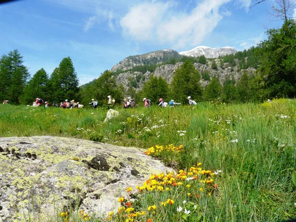 Randonnee en groupe dans une prairie fleurie alpine avec montagnes enneigees en fond
