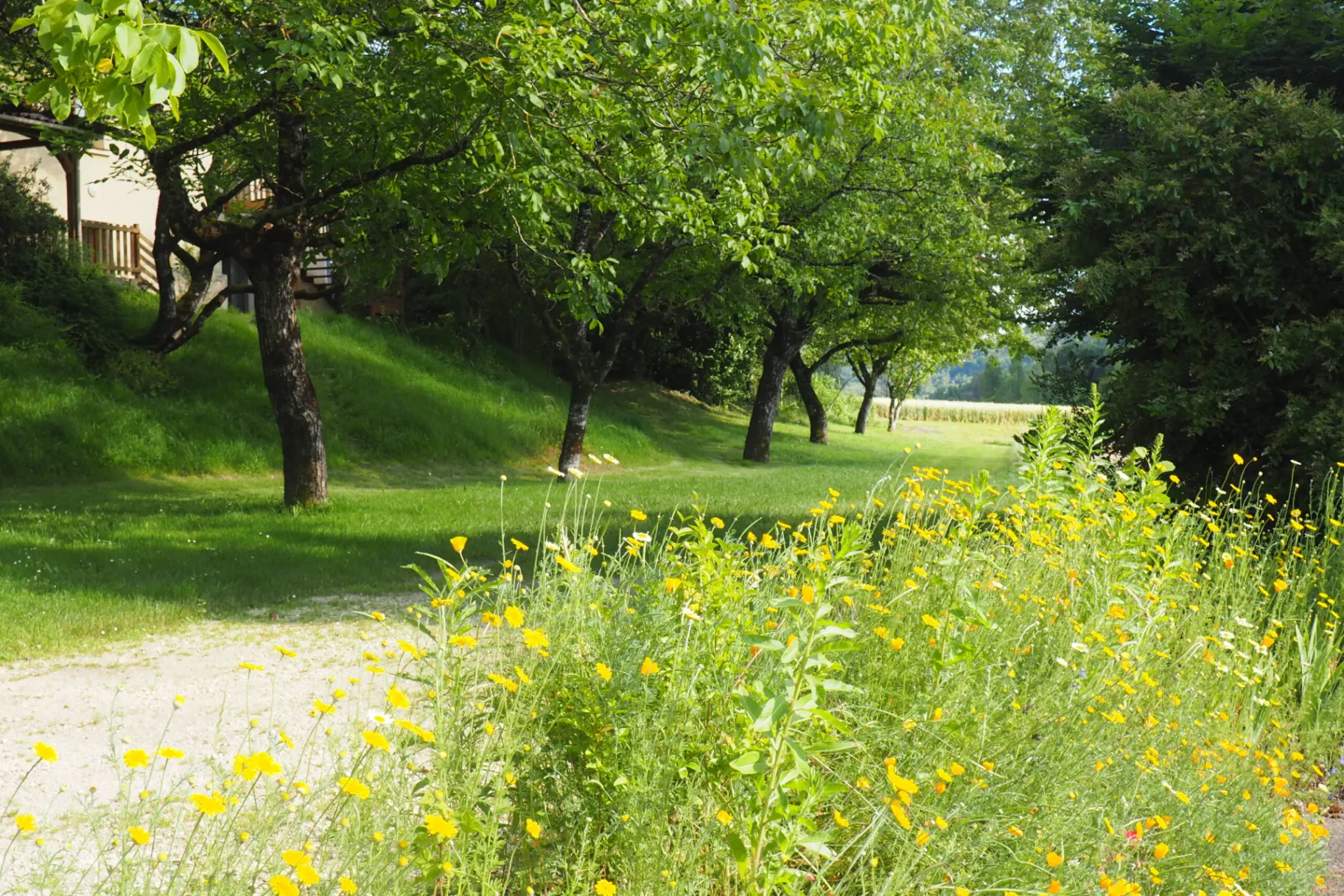 Parc arbore avec chemin de gravier, fleurs jaunes sauvages et verger ombrage