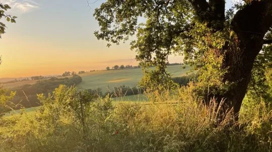Panorama sur les collines du Gers à l'heure dorée avec grand chêne au premier plan et prairies verdoyantes