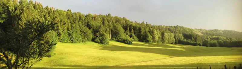 Prairie verte et vallonnée du Grandvaux avec le gîte visible au loin entouré de forêts jurassiennes