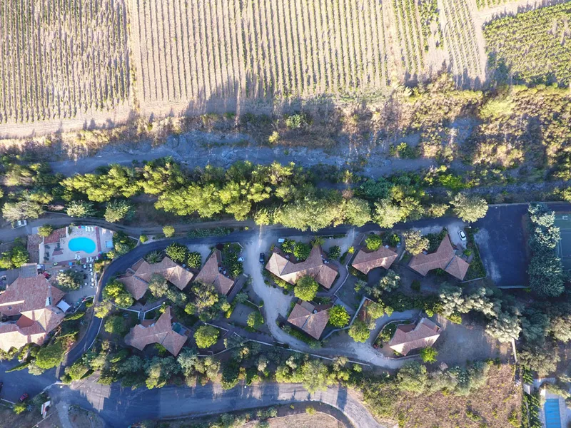 Terrasse ombragée sous l'olivier centenaire avec vue sur le vignoble