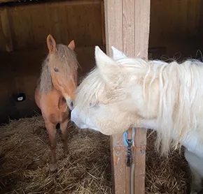Photo 5 de Poney Club & Gîte de Villers à Villers-en-Argonne